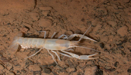 Cave_crayfish_with_eggs_in_River_Styx._August_7_2002_RAO