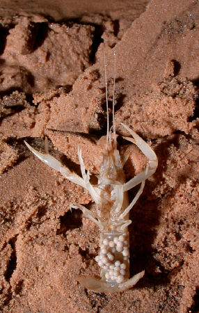 Cave_crayfish_with_eggs_in_River_Styx_2_August_7_2002_RAO