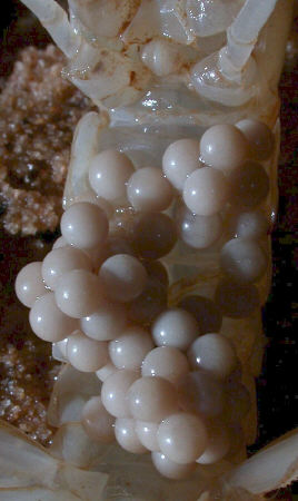 Eggs_of_cave_crayfish_in_River_Styx._August_7_2002_RAO