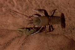 Cambarus_crayfish_in_River_Styx._August_9_2002_RAO