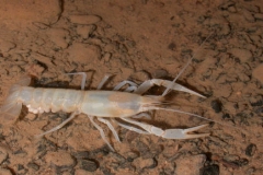 Cave_crayfish_with_eggs_in_River_Styx._August_7_2002_RAO