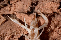 Cave_crayfish_with_eggs_in_River_Styx_2_August_7_2002_RAO