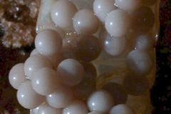 Eggs_of_cave_crayfish_in_River_Styx._August_7_2002_RAO